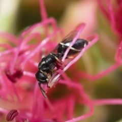 Hylaeus (Prosopisteron) minusculus (Hylaeine colletid bee) at Michelago, NSW - 18 Nov 2018 by Illilanga