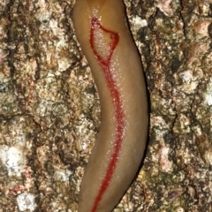 Triboniophorus graeffei (Red Triangle Slug) at Rosedale, NSW - 29 Mar 2019 by jbromilow50
