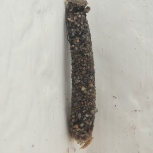 Trichoptera (order) at Undefined, NSW - 27 Mar 2019 09:01 AM