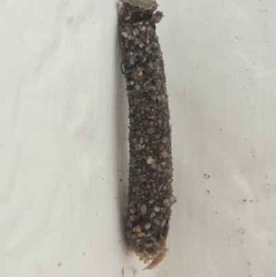 Trichoptera (order) (Unidentified Caddisfly) at Undefined, NSW - 27 Mar 2019 by HarveyPerkins