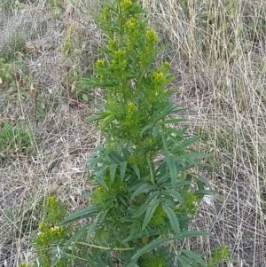 Tagetes minuta at Cook, ACT - 2 Apr 2019