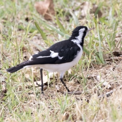 Grallina cyanoleuca (Magpie-lark) at Holt, ACT - 31 Mar 2019 by AlisonMilton