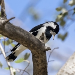 Grallina cyanoleuca (Magpie-lark) at Higgins, ACT - 31 Mar 2019 by AlisonMilton