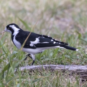 Grallina cyanoleuca at Higgins, ACT - 31 Mar 2019