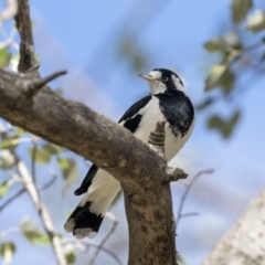 Grallina cyanoleuca at Higgins, ACT - 31 Mar 2019