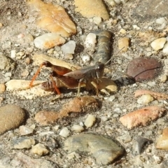 Phaulacridium vittatum (Wingless Grasshopper) at Rendezvous Creek, ACT - 1 Apr 2019 by RodDeb
