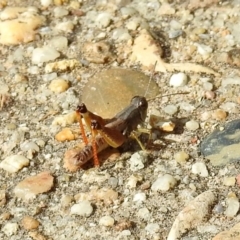 Phaulacridium vittatum at Rendezvous Creek, ACT - 1 Apr 2019