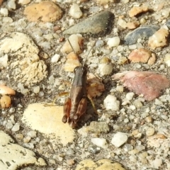 Phaulacridium vittatum at Rendezvous Creek, ACT - 1 Apr 2019