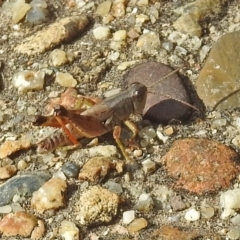 Phaulacridium vittatum at Rendezvous Creek, ACT - 1 Apr 2019