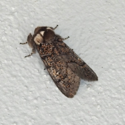 Oenosandra boisduvalii (Boisduval's Autumn Moth) at Paddys River, ACT - 1 Apr 2019 by RodDeb