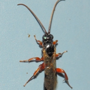 Ichneumonidae (family) at Acton, ACT - 31 Mar 2019