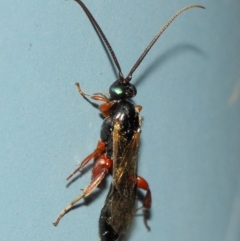 Ichneumonidae (family) at Acton, ACT - 31 Mar 2019