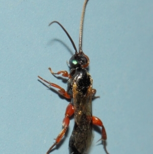 Ichneumonidae (family) at Acton, ACT - 31 Mar 2019