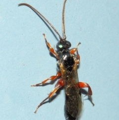 Ichneumonidae (family) at Acton, ACT - 31 Mar 2019