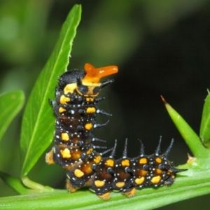 Papilio anactus at Hackett, ACT - 1 Apr 2019