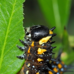 Papilio anactus at Hackett, ACT - 1 Apr 2019