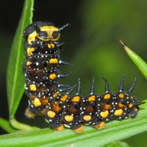 Papilio anactus at Hackett, ACT - 1 Apr 2019