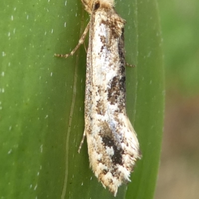 Moerarchis inconcisella (A tineid moth) at Undefined, NSW - 21 Mar 2019 by HarveyPerkins