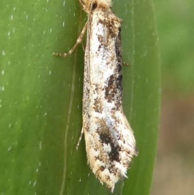 Moerarchis inconcisella (A tineid moth) at Undefined, NSW - 20 Mar 2019 by HarveyPerkins