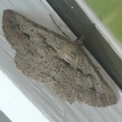 Boarmiini (tribe) (Unidentified Looper moth) at Undefined, NSW - 19 Mar 2019 by HarveyPerkins