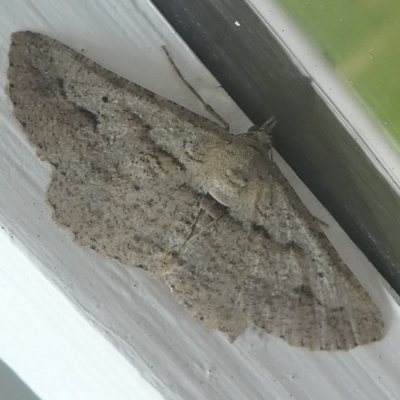 Boarmiini (tribe) (Unidentified Looper moth) at Undefined, NSW - 19 Mar 2019 by HarveyPerkins