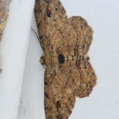 Ectropis bispinaria (Loop-line Bark Moth) at Undefined, NSW - 19 Mar 2019 by HarveyPerkins