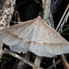 Epidesmia tryxaria (Neat Epidesmia) at Undefined, NSW - 19 Mar 2019 by HarveyPerkins