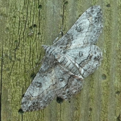 Cleora displicata (A Cleora Bark Moth) at Undefined, NSW - 24 Mar 2019 by HarveyPerkins