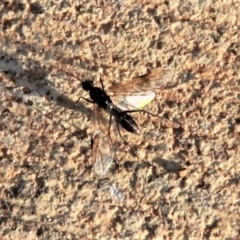 Formicidae (family) (Unidentified ant) at Harrison, ACT - 2 Apr 2019 by davobj