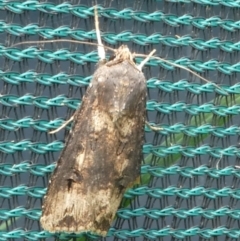 Agrotis ipsilon (Agrotis ipsilon) at Undefined, NSW - 24 Mar 2019 by HarveyPerkins