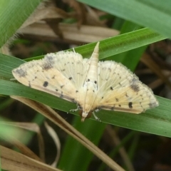 Herpetogramma cynaralis at Undefined, NSW - 24 Mar 2019 by HarveyPerkins