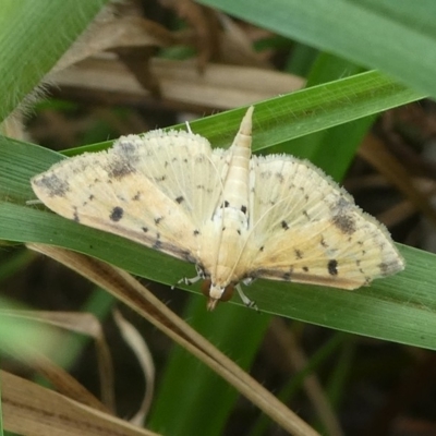 Herpetogramma cynaralis at Undefined, NSW - 24 Mar 2019 by HarveyPerkins