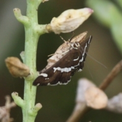 Spoladea recurvalis (Beet Webworm) at Undefined, NSW - 25 Mar 2019 by HarveyPerkins