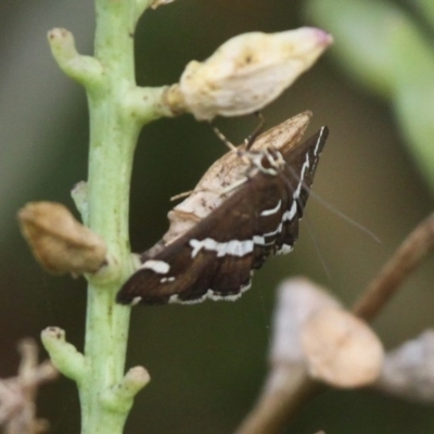 Spoladea recurvalis (Beet Webworm) at Undefined, NSW - 25 Mar 2019 by HarveyPerkins