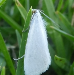 Tipanaea patulella (A Crambid moth) at Undefined, NSW - 25 Mar 2019 by HarveyPerkins