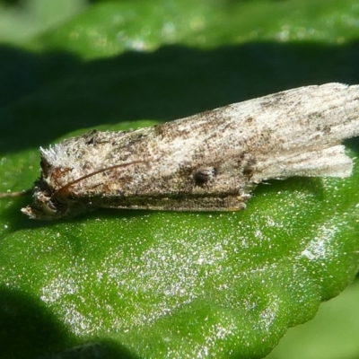 Unidentified Other Shrub at Barunguba (Montague) Island - 26 Mar 2019 by HarveyPerkins