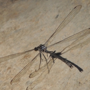 Austroargiolestes icteromelas at Theodore, ACT - 27 Feb 2019 05:59 PM