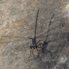 Austroargiolestes icteromelas at Theodore, ACT - 27 Feb 2019 05:59 PM