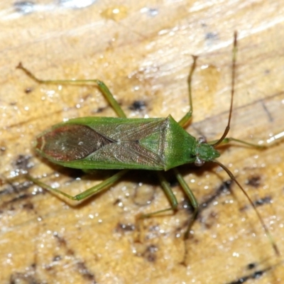 Amblypelta nitida (Fruit-spotting bug) at Rosedale, NSW - 30 Mar 2019 by jb2602