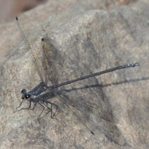 Austroargiolestes icteromelas at Theodore, ACT - 27 Feb 2019