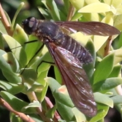 Comptosia sp. (genus) (Unidentified Comptosia bee fly) at Rosedale, NSW - 31 Mar 2019 by jb2602