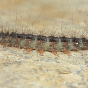 Leptocneria reducta at Acton, ACT - 1 Apr 2019