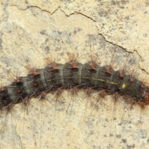 Leptocneria reducta at Acton, ACT - 1 Apr 2019