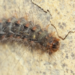 Leptocneria reducta at Acton, ACT - 1 Apr 2019