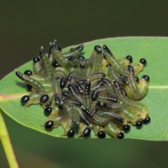 Pseudoperga sp. (genus) (Sawfly, Spitfire) at Hackett, ACT - 1 Apr 2019 by TimL