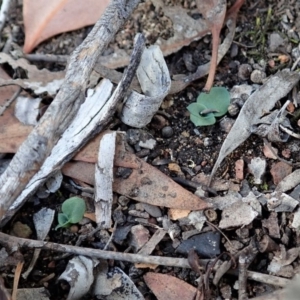 Diplodium sp. at Cook, ACT - 29 Mar 2019