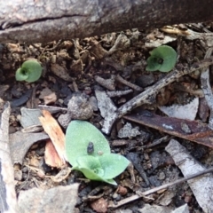 Diplodium sp. at Cook, ACT - 29 Mar 2019