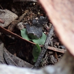 Diplodium sp. at Cook, ACT - 29 Mar 2019