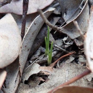 Diuris nigromontana at Dunlop, ACT - 2 Apr 2019