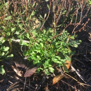 Rumex acetosella at Griffith, ACT - 3 Apr 2019 09:16 AM